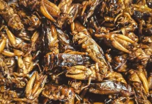 Makanan Ekstrem dari Berbagai Negara