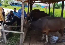 Pemprov Siapkan 7 Sapi Kurban Bantuan Presiden Berbobot 800 Kg di PBD