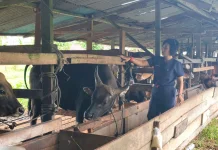 Pemprov Papua Barat Daya Pastikan Kelayakan Hewan Kurban Idul Adha 2026