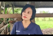 Ini Ciri Sapi Kurban Sehat, Warga Diminta Teliti sebelum Membeli