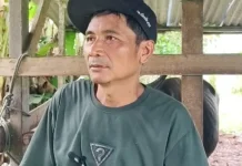 Peternak Lokal Keluhkan Masuknya Sapi dari Luar Papua Barat Daya