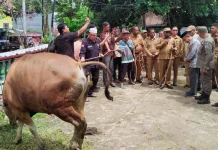Pemkot Sorong Sumbang 30 Hewan Kurban untuk Idul Adha 1447 H