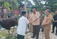 Pemkab Raja Ampat Salurkan 10 Sapi Kurban ke Masjid di Distrik Waisai Kota