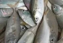 Ikan Lokal Ini Lebih Hebat dari Salmon, Bikin Otak Anak Cerdas