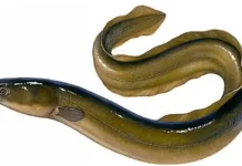 Terungkap, Ikan Sidat Lebih Unggul Dari Ikan Salmon