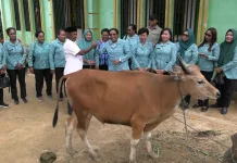 TP PKK Papua Barat Daya Berbagi Sapi Kurban dan Bingkisan untuk Warga Viktori