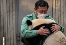 Menyentuh Hati, Momen Pertemuan Kembali Kakek Kang dan Panda Fu Bao di Tiongkok