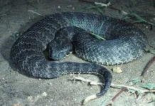 Mengenal Death Adder, Ular Mematikan Asal Papua
