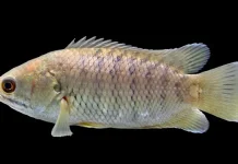 : Penghuni Rawa Kalimantan yang Unik, Ikan Papuyu Dilengkapi Dua Alat Pernapasan