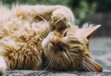 Mengapa Banyak Orang Jatuh Hati pada Kucing