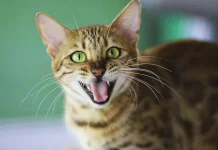 Bahasa Tubuh Kucing yang Perlu Dipahami Pemilik