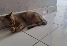 Kutu Kucing Kecil namun Punya Kemampuan Luar Biasa