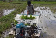 Petani Sorong Apresiasi Bantuan Rice Transplanter Aspirasi Robert Kardinal