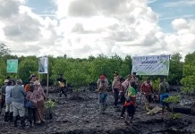 Raja Ampat Perkuat Program Mangrove dan Pengelolaan Sampah Dukung Aksi Iklim