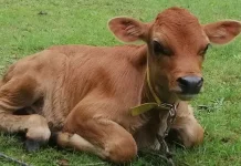 Mengenal Ritual Sapi Merah dalam Tradisi Yahudi