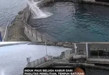 Keajaiban Naluri Induk Beluga, Kabur dan Menyeberangi Ratusan Mil demi Sang Anak