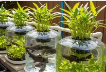 Galon Bekas Jadi Sumber Pangan: Tanam Kangkung & Ternak Lele di Rumah