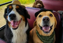 Unik! Anjing-Anjing di Kanada Dijemput Bus Khusus agar Tak Sendirian di Rumah