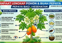 Tanaman Pepaya Menyimpan Banyak Manfaat dari Buah hingga Akar