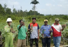 Ukir Sejarah Kemandirian Pangan Papua, Kilang Kasim Dampingi Petani Klayas