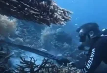 Polisi Dalami Tujuan WNA Tiongkok ke Raja Ampat, Hobi Diving Jadi Sorotan