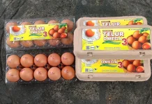 Manfaat Telur Omega-3, Pilihan Bergizi untuk Mendukung Kesehatan Tubuh