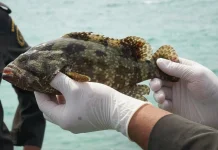 Hong Kong Kepincut Kerapu Raja Ampat, Barantin Kawal Ekspor 15.121 Ekor