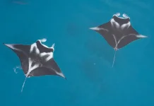 Konservasi Pari Manta, Indonesia Pelopori Skema Pembiayaan Berbasis Hasil