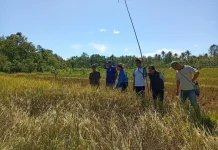 Target Cetak Sawah Rakyat di Kabupaten Sorong Diusulkan Capai 12 Ribu Hektare