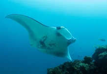 Enam Ancaman Mengintai Pari Manta Raja Ampat