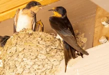 Sarang Burung Walet Indonesia Masuk Daftar Bahan Makanan Termahal Dunia 2026