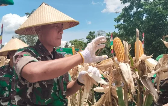 Yonif TP 807/ MNM Sorsel Panen Raya Jagung