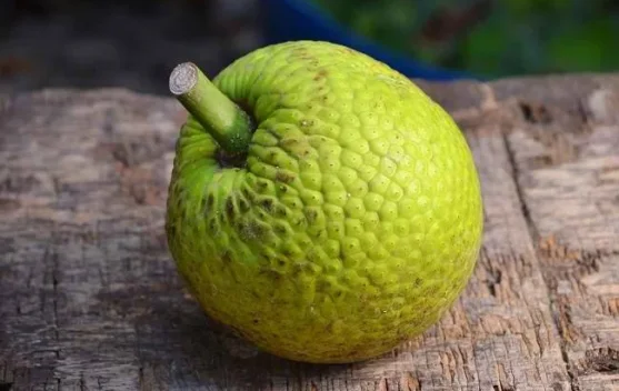 Cara Mengolah Sukun dengan Benar agar Lezat dan Tidak Pahit