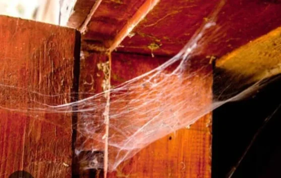 Gamet Pertolongan Pertama di Zaman Mesir Kuno