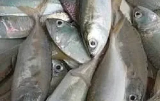 Ikan Lokal Ini Lebih Hebat dari Salmon, Bikin Otak Anak Cerdas
