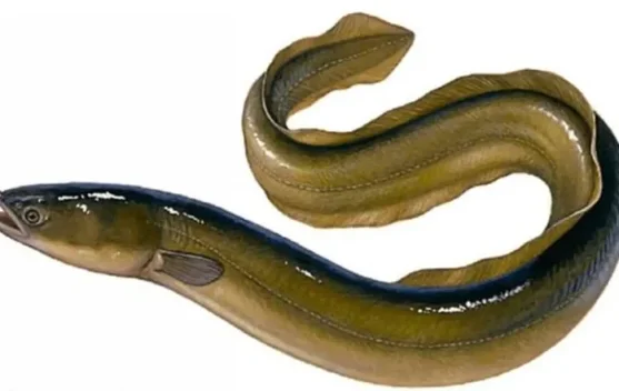 Terungkap, Ikan Sidat Lebih Unggul Dari Ikan Salmon