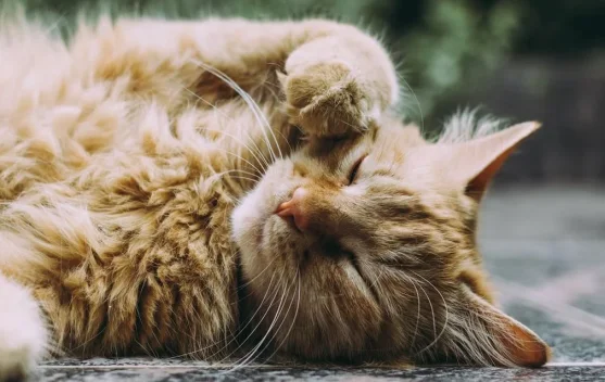 Mengapa Banyak Orang Jatuh Hati pada Kucing