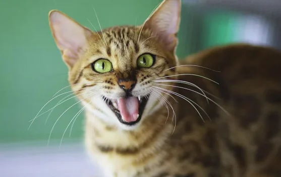 Bahasa Tubuh Kucing yang Perlu Dipahami Pemilik