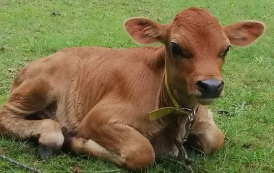 Mengenal Ritual Sapi Merah dalam Tradisi Yahudi