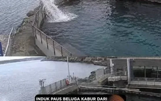 Keajaiban Naluri Induk Beluga, Kabur dan Menyeberangi Ratusan Mil demi Sang Anak