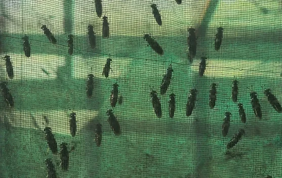Budidaya Maggot Jadi Solusi Pengelolaan Sampah Organik dan Peluang Usaha