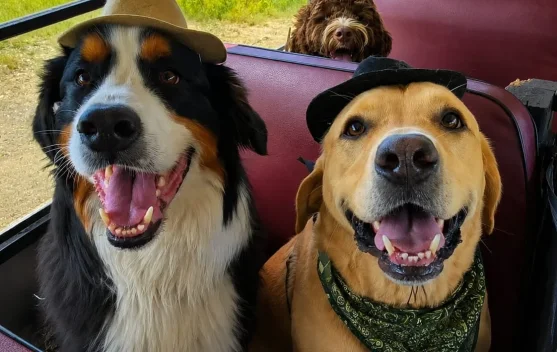 Unik! Anjing-Anjing di Kanada Dijemput Bus Khusus agar Tak Sendirian di Rumah