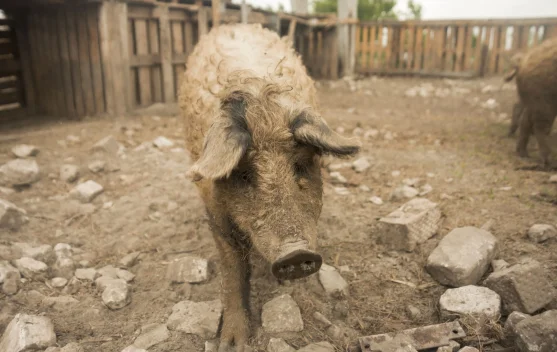 Mengenal Babi Berbulu Domba yang Unik dari Hungaria