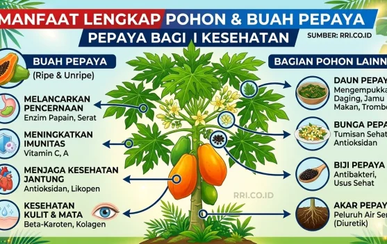 Tanaman Pepaya Menyimpan Banyak Manfaat dari Buah hingga Akar