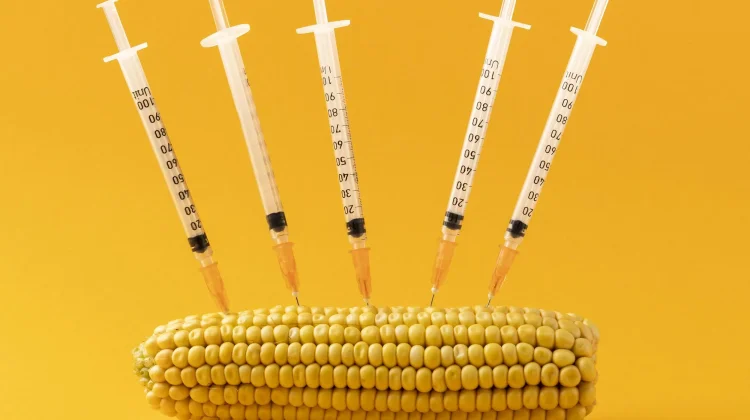 Rahasia di Balik Lahirnya Pangan GMO