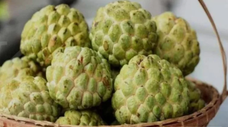 Buah Srikaya Jadi Pilihan Sehat untuk Berbuka Puasa