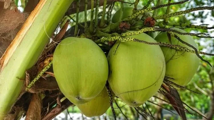 Manfaat Buah Kelapa saat Puasa, Bantu Pulihkan Energi Tubuh