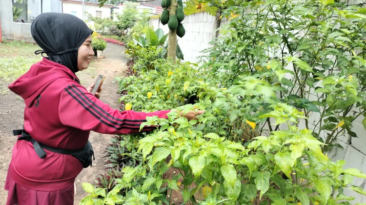 Cabai Mahal, Warga Sumenep Nikmati Panen di Pekarangan dan Berbagi