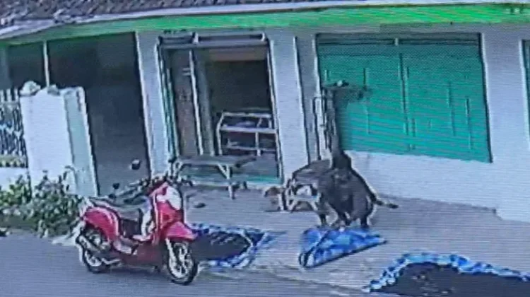 Cabai Jamu Warga Muncek Tengah Hilang saat Dijemur, Halo RRI Teruskan Laporan