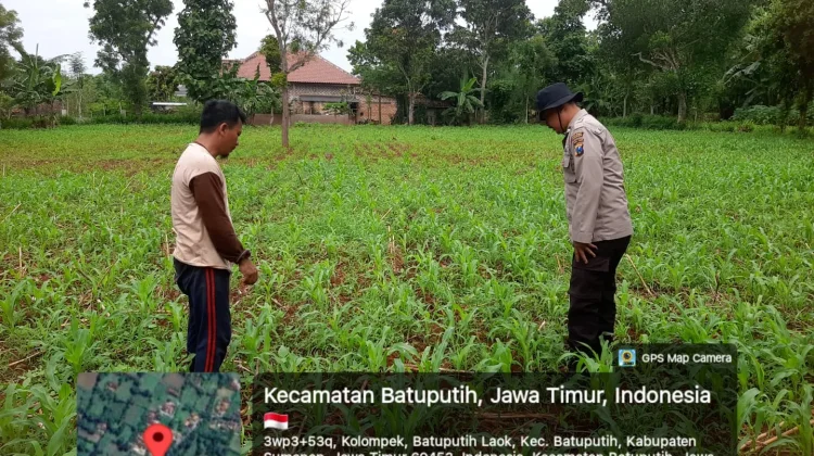 Polsek Batuputih Pantau Jagung Lokal Dukung Ketahanan Pangan